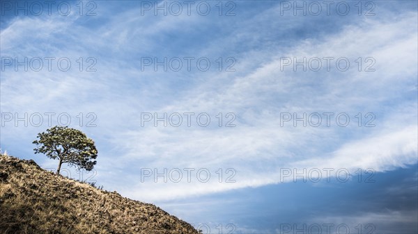 Tree growing on hillside under cloudy blue sky