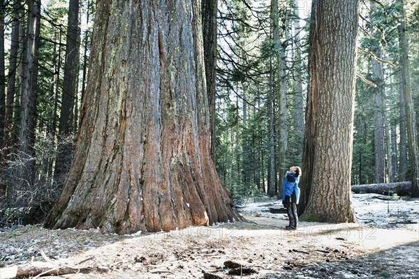 Mixed race boy admiring sequoia tree in forest