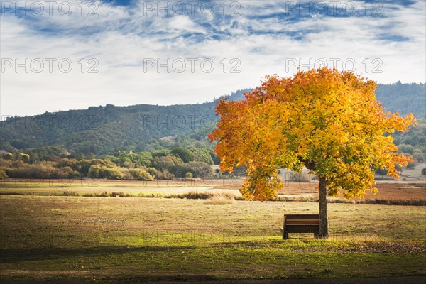 Bench under autumn tree in field