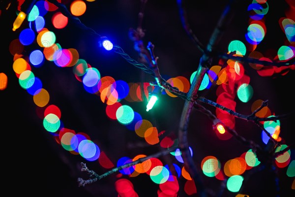 Defocused lights behind tree branch