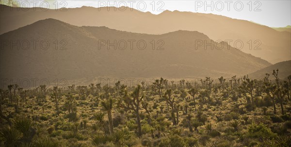 Cactus in desert landscape