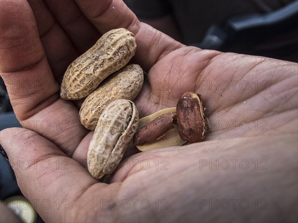 Hand holding peanuts