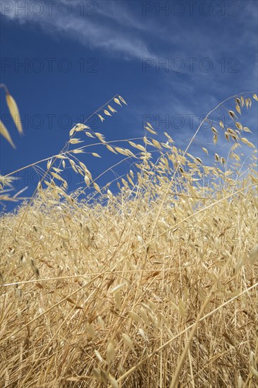 Close up of tall grass under blue sky