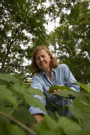 Older Caucasian woman picking berries in garden