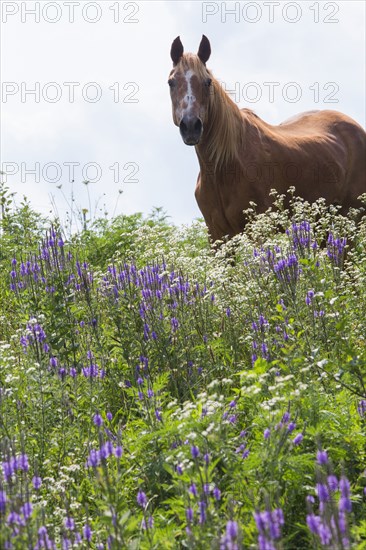 Horse standing in field of tall flowers