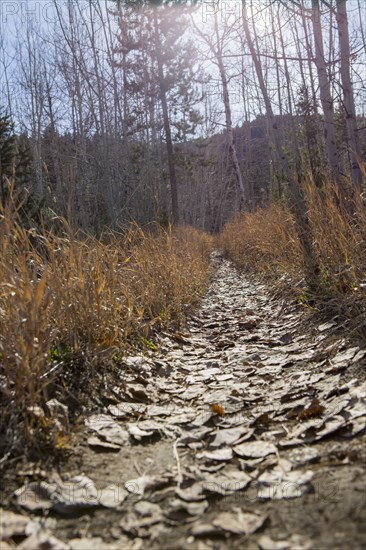 Dirt path in bare trees