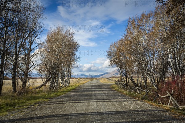 Trees near gravel road under blue sky