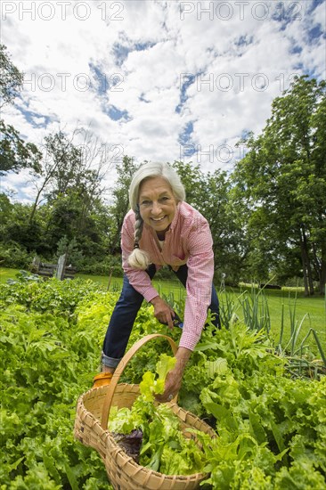 Caucasian woman picking vegetables in garden