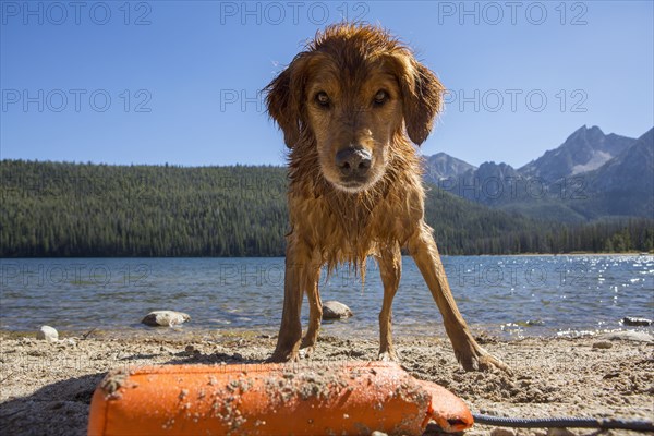 Wet dog playing on remote beach