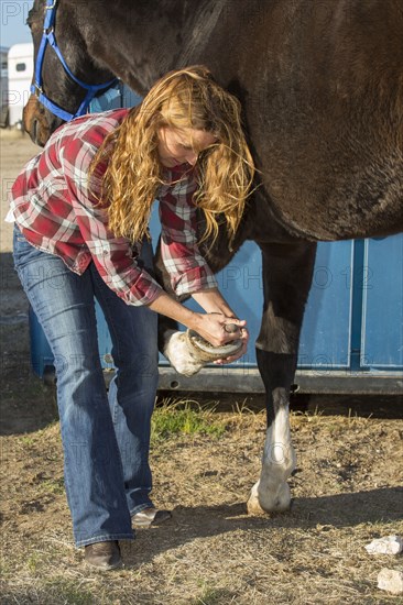 Caucasian adjusting horseshoe for horse on ranch