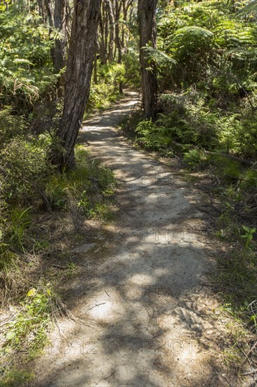 Dirt path in rural forest