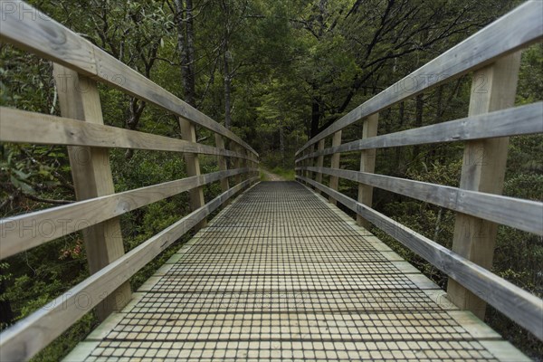 Wooden walkway in rural forest