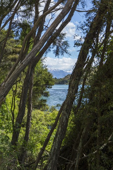 River in remote landscape through trees