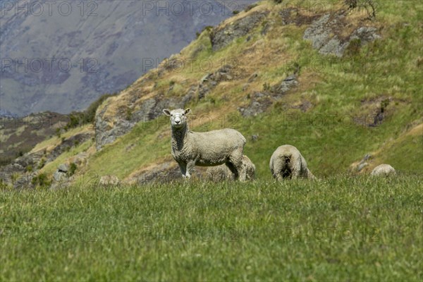 Sheep grazing in rural field