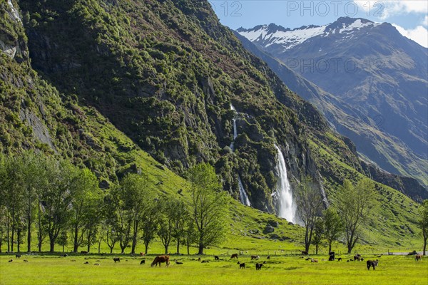 Animals grazing in field in remote landscape