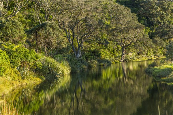 Hillside and trees reflecting in remote river