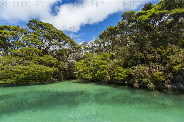 Sun over lush trees and remote river