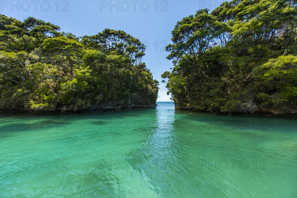 Sun over lush trees and remote ocean cove