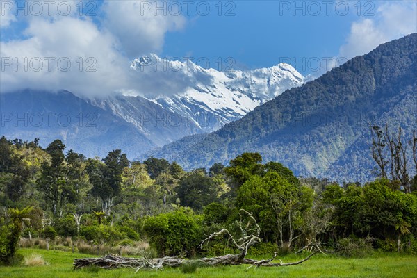 Forest and mountains in remote landscape