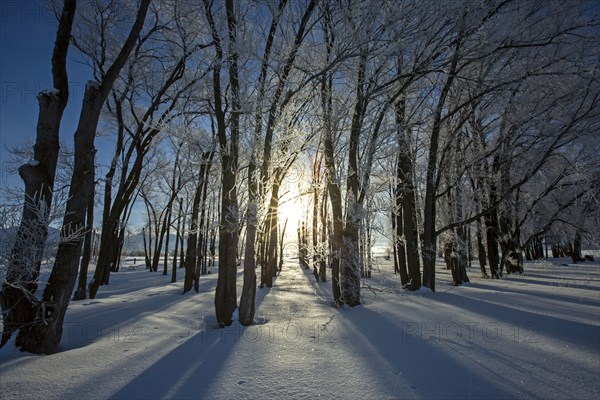 Sunrise behind trees in snowy field