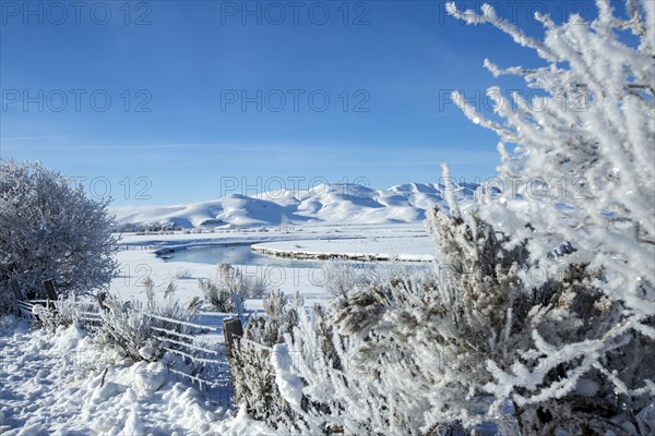 Frosty trees and river in snowy rural landscape