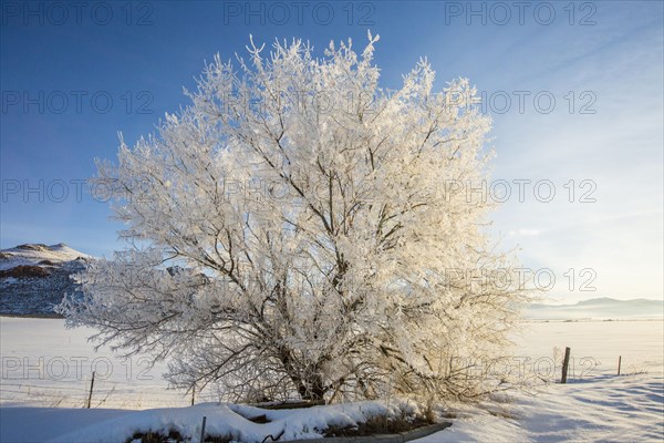 Snow covered tree in rural landscape