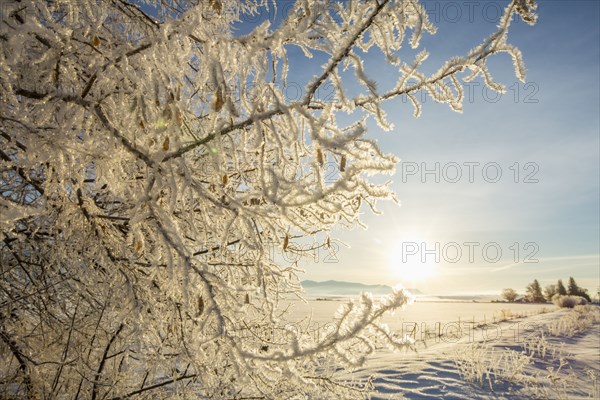 Snow covered tree in rural landscape