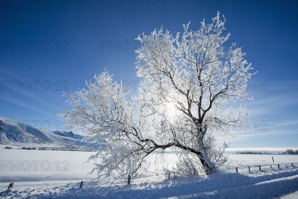 Snow covered tree in rural landscape