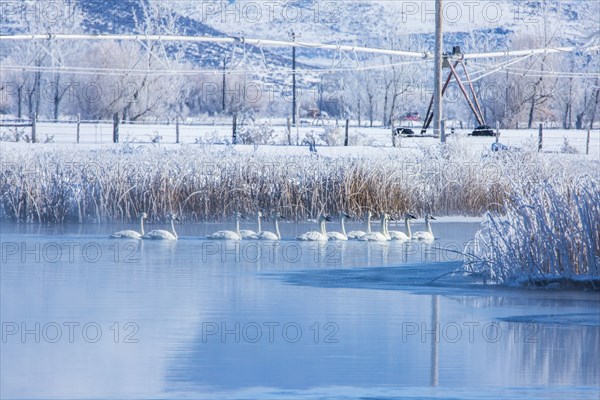 Swans swimming in snowy rural lake