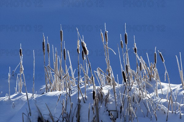 Cattails growing on snowy hilltop