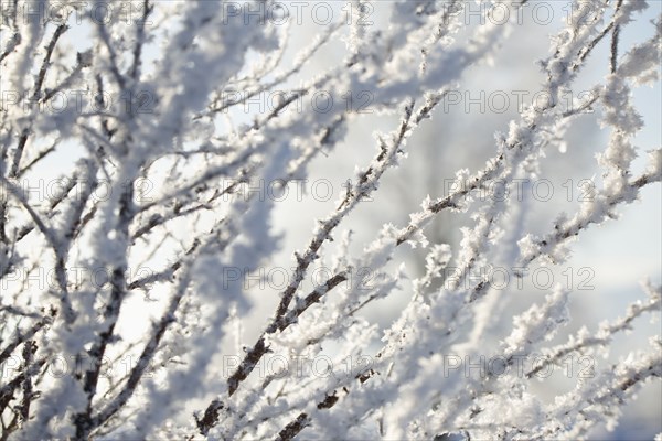 Close up of snowy tree branches