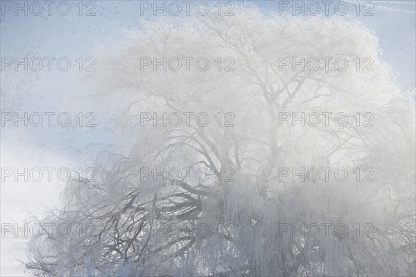 Snowy tree under clouds