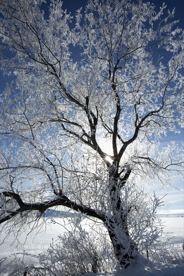 Sunshine through snowy tree in remote landscape