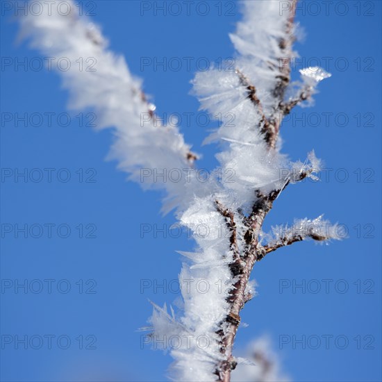 Close up of frost on tree branches