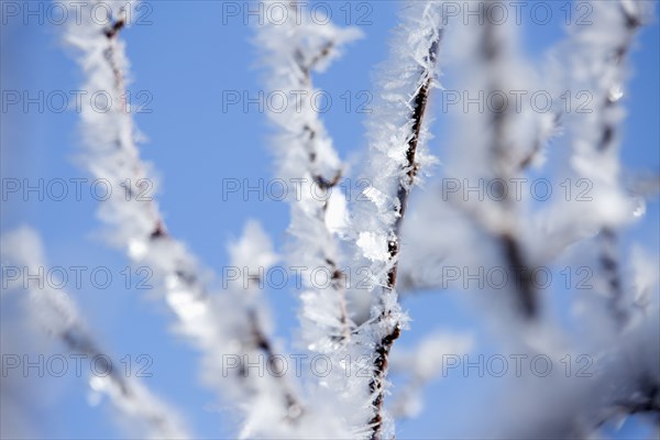 Close up of frost on tree branches