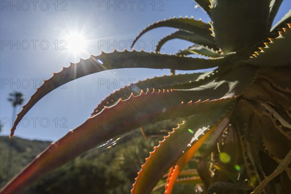 Leaves of aloe plant