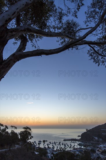 Tree over harbor at sunset