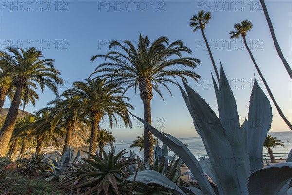 Palm trees at ocean waterfront