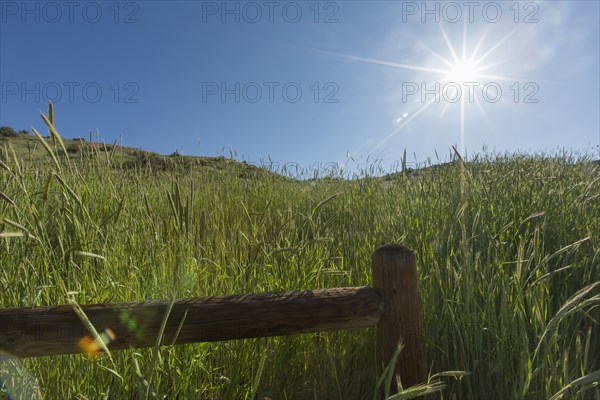 Tall grass and wooden fence on hill