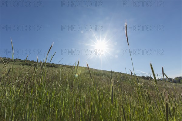 Tall grass on hill