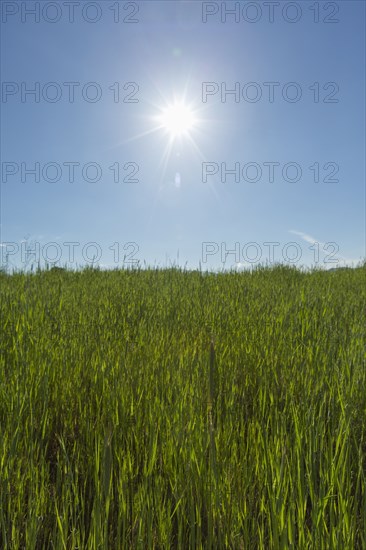 Tall grass on hill