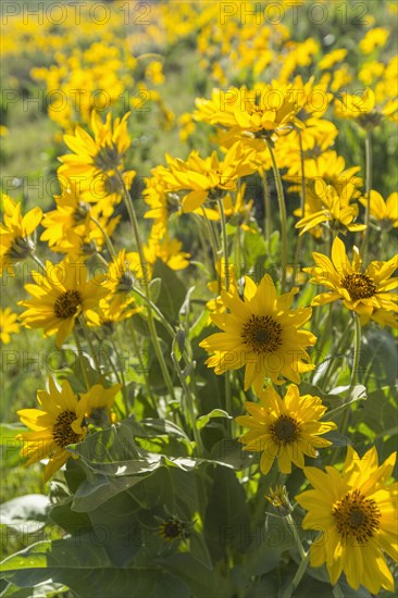 Yellow flowers in field