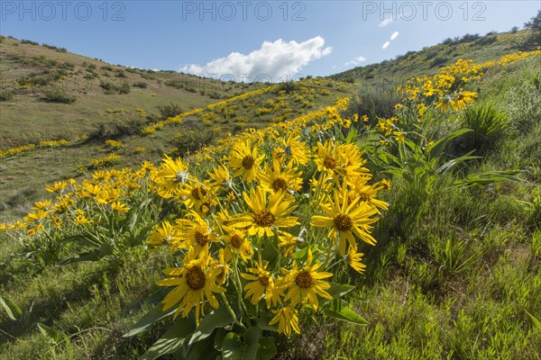 Yellow flowers in rolling landscape