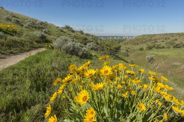 Yellow flowers in rolling landscape