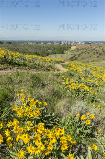 Yellow flowers and dirt path in rolling landscape near city