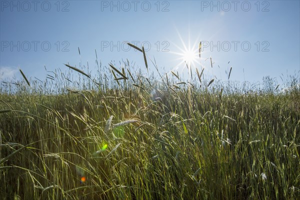 Tall grass on sunny day