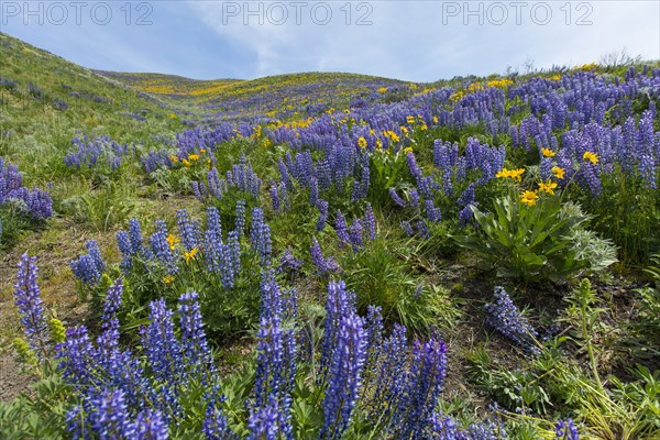 Hillside with wildflowers