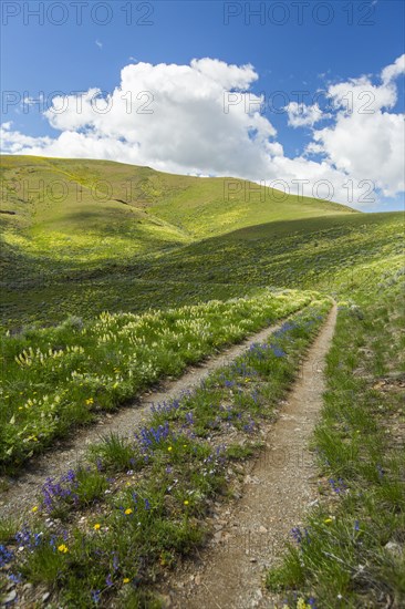 Dirt path in rolling landscape