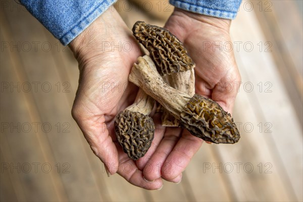 Hands of Caucasian woman holding morels