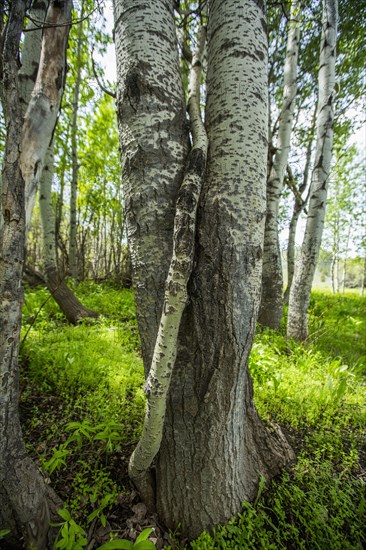 Intertwined tree trunks in forest